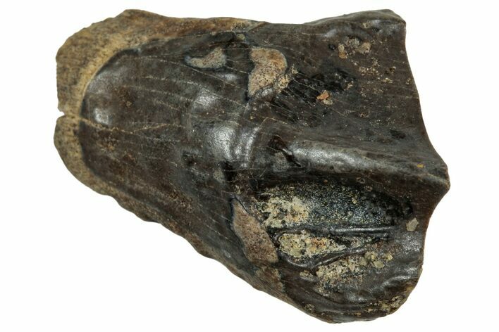 Fossil Triceratops Shed Tooth - Montana #350704